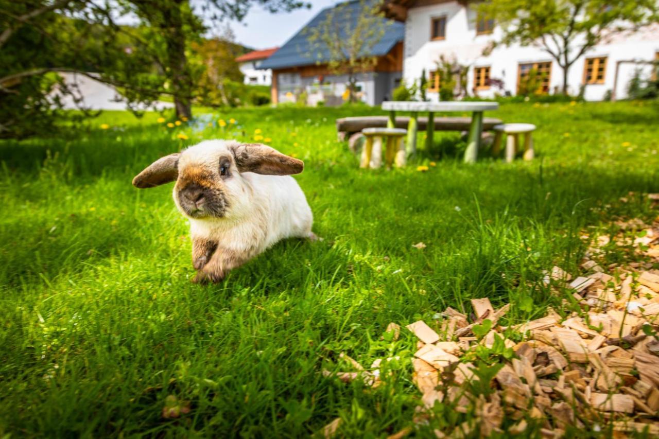 Vorderreithbauer Apartamento Hof bei Salzburg Exterior foto